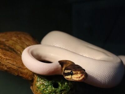 Peid Ball Python
