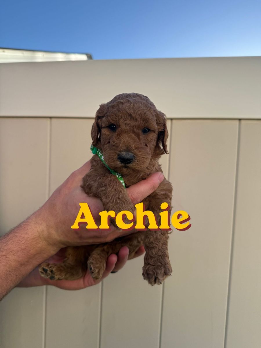 Adorable Second-generation F1B Mini Goldendoodle's