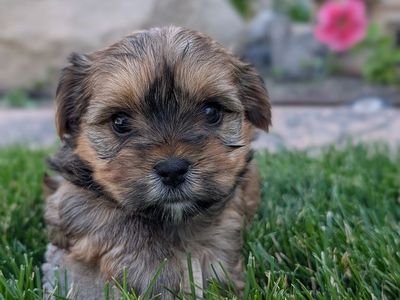 4 Male teacup Morkie puppies