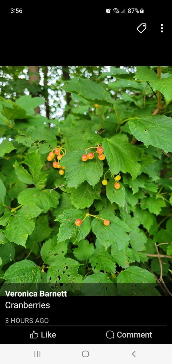 Hardy, Drought Resistant,  Delicious Berry. NUT, fruit trees Sale