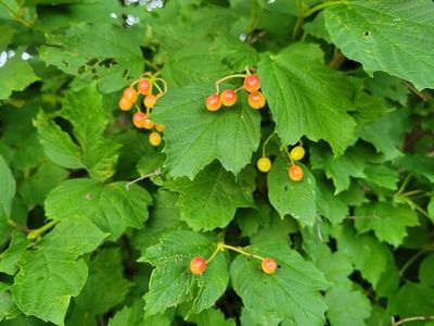 Hardy, Drought Resistant, Delicious Berry. NUT, fruit trees Sale