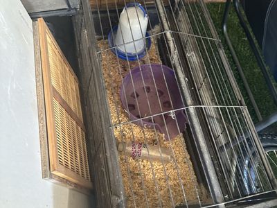 Pet cage