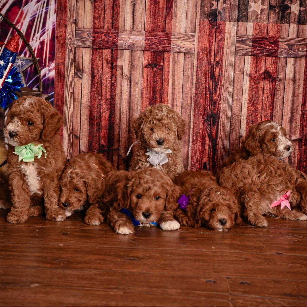 Mini GoldenDoodle Puppies