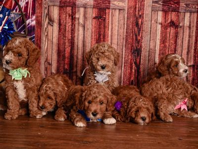 Mini GoldenDoodle Puppies