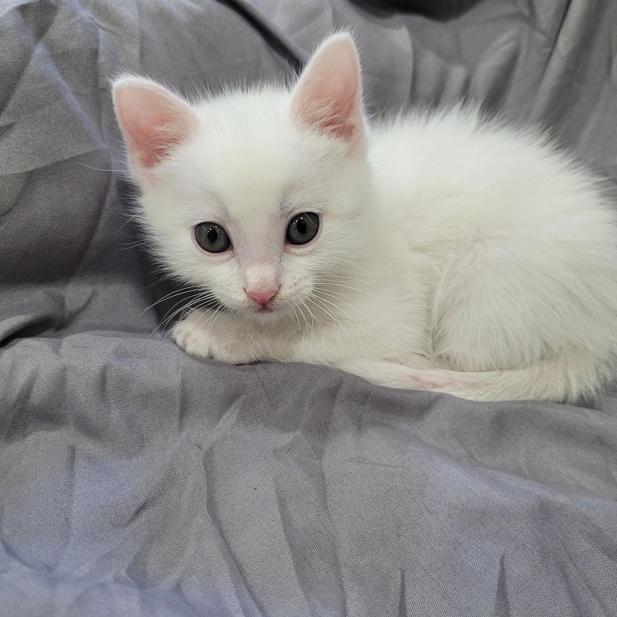 Beautiful kitten 6 weeks
