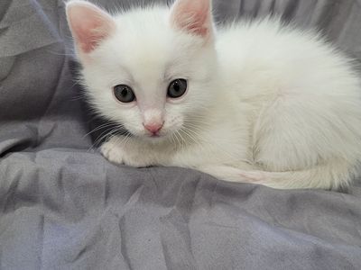 Beautiful kitten 6 weeks