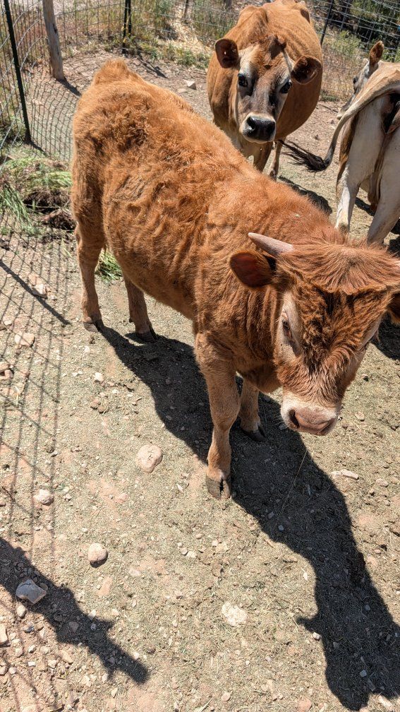 Scottish highland Cross Bull