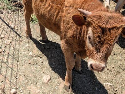 Scottish highland Cross Bull