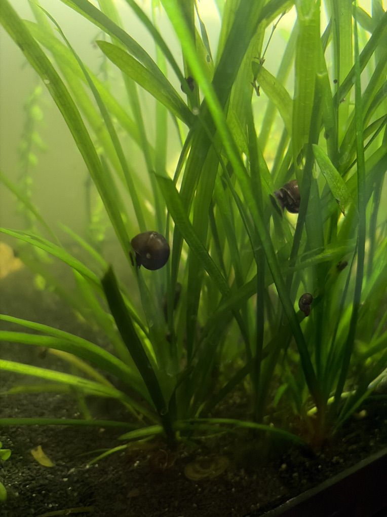 Mystery Snail 3 For $1