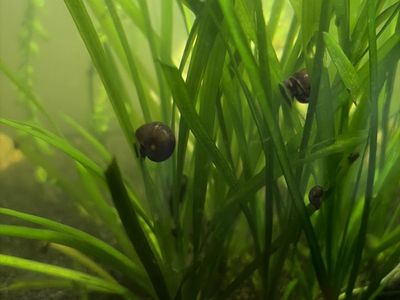 Mystery Snail 3 For $1