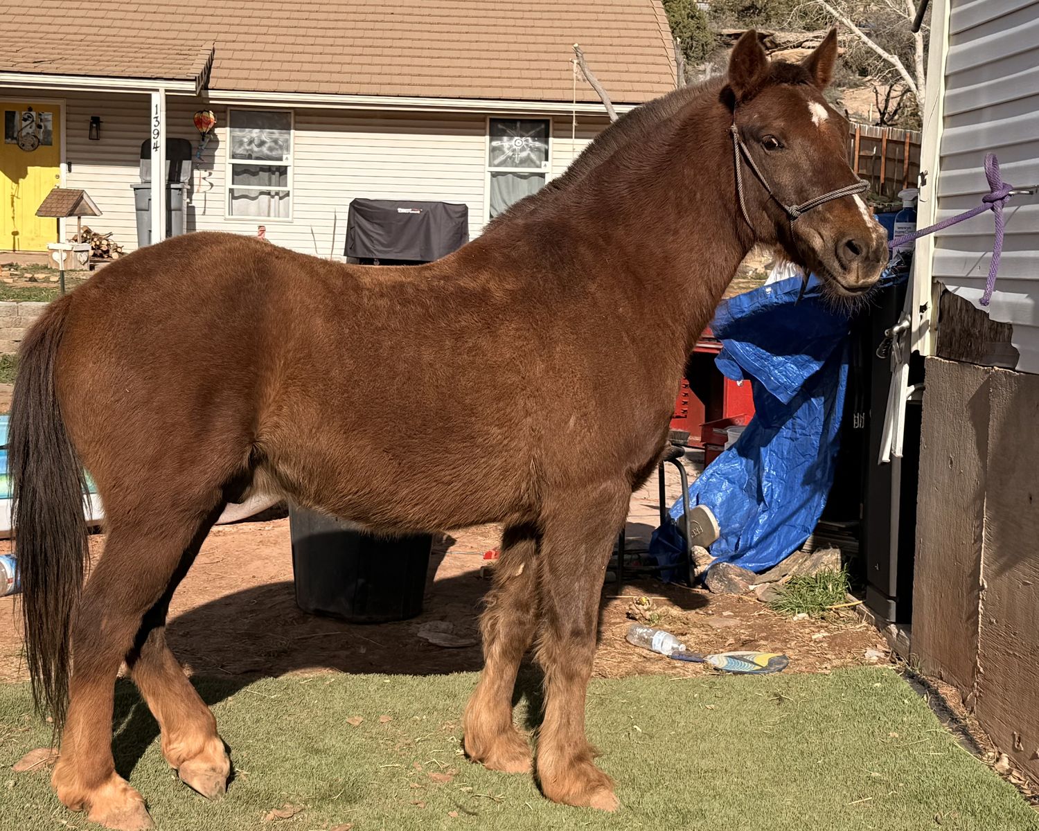 11 Year Old BLM Mustang Gelding