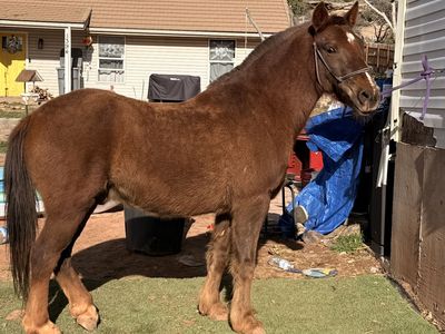 11 Year Old BLM Mustang Gelding
