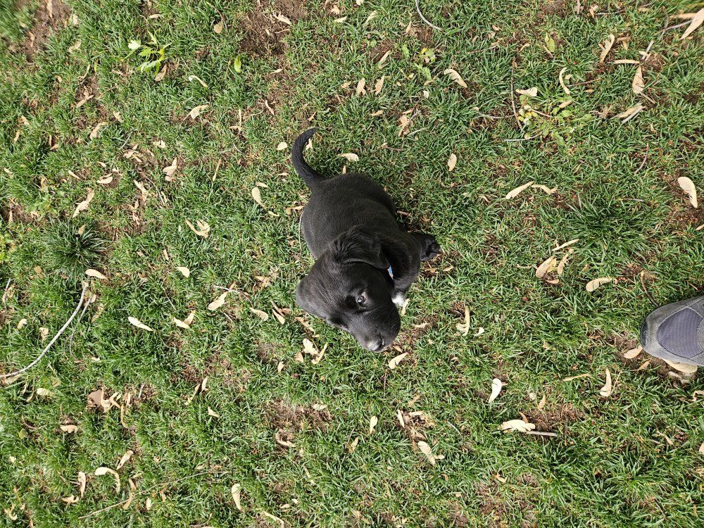 lab kemmer cur mix puppy