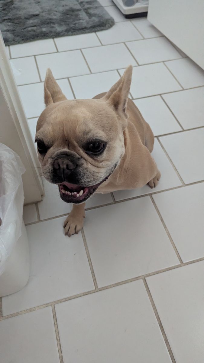 LOST FRENCH BULLDOG
