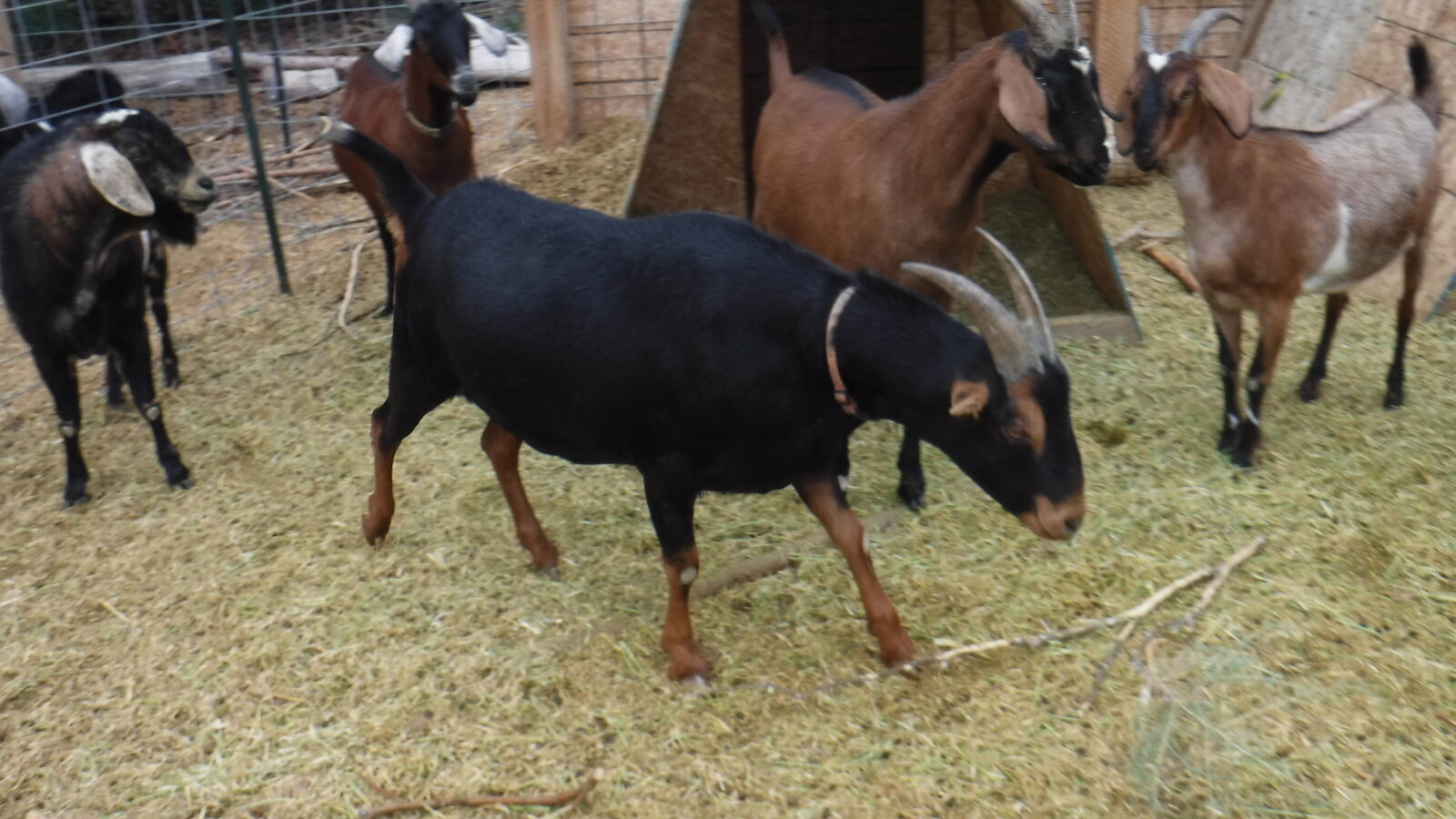 2 year old _Nubian/ Alpine/ Lamancha mix wether goat