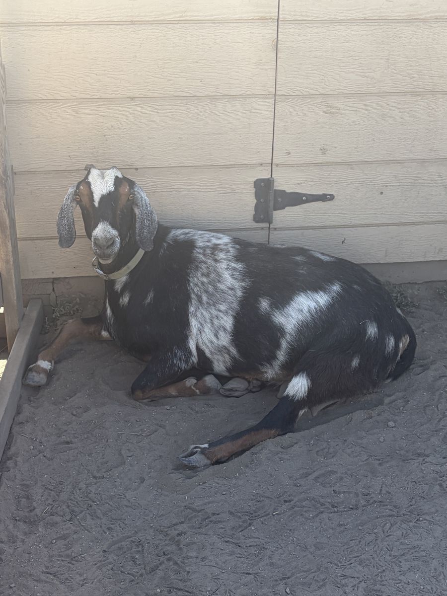 Spotted Nubian Goat - Black & White Female - Milker/Breeder