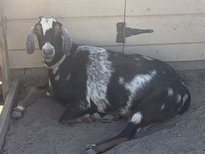 Spotted Nubian Goat - Black & White Female - Milker/Breeder