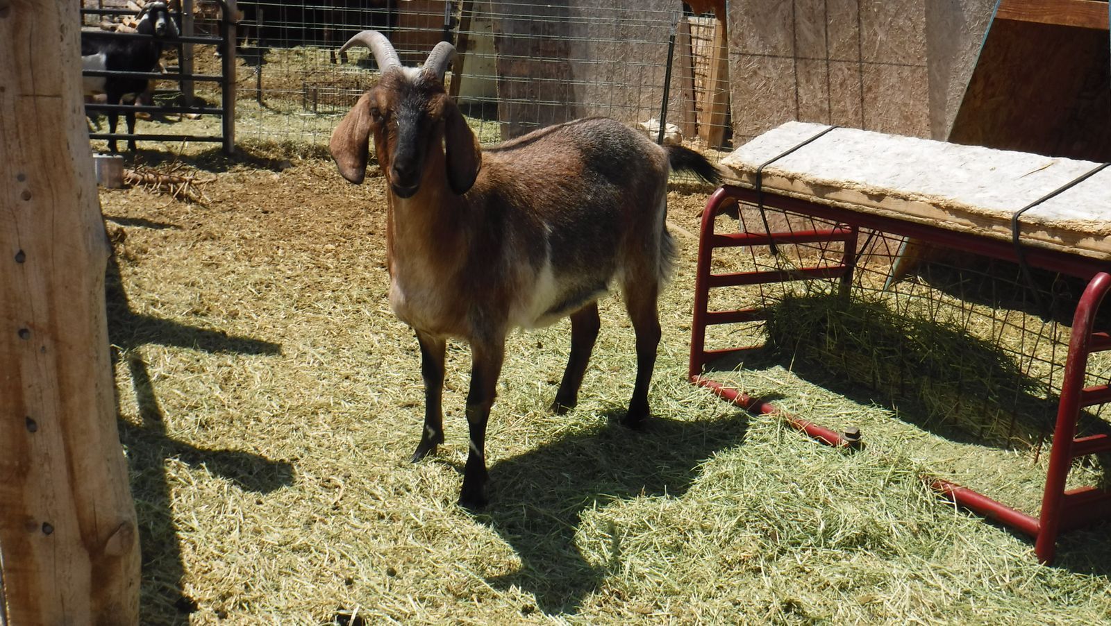 2 year old Alpine / Nubian wether $300 OBO