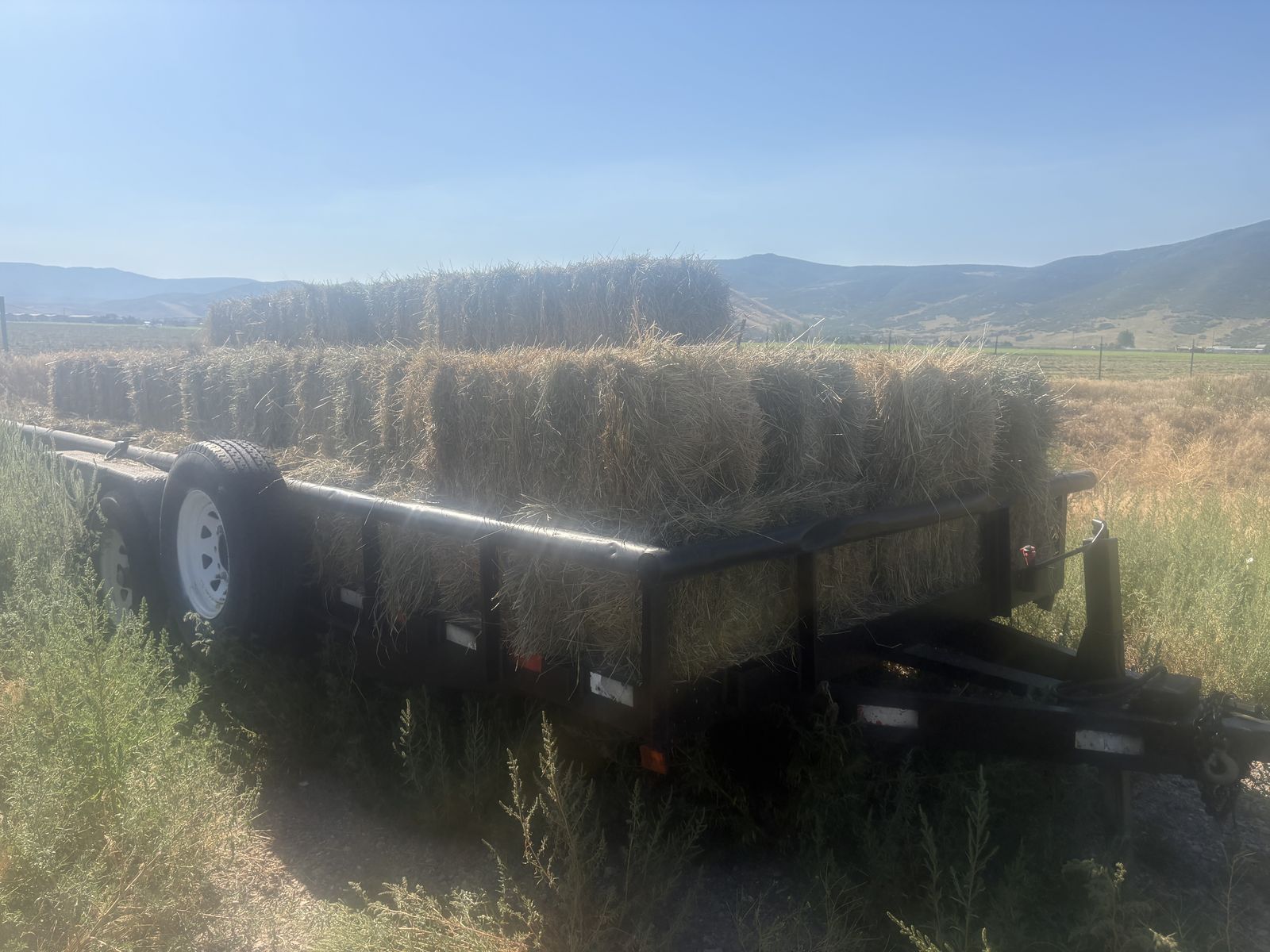 Grass Hay