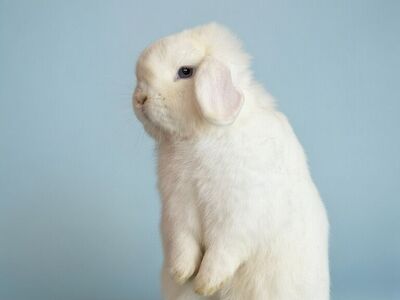 Pedigreed BEW Holland Lop Buck