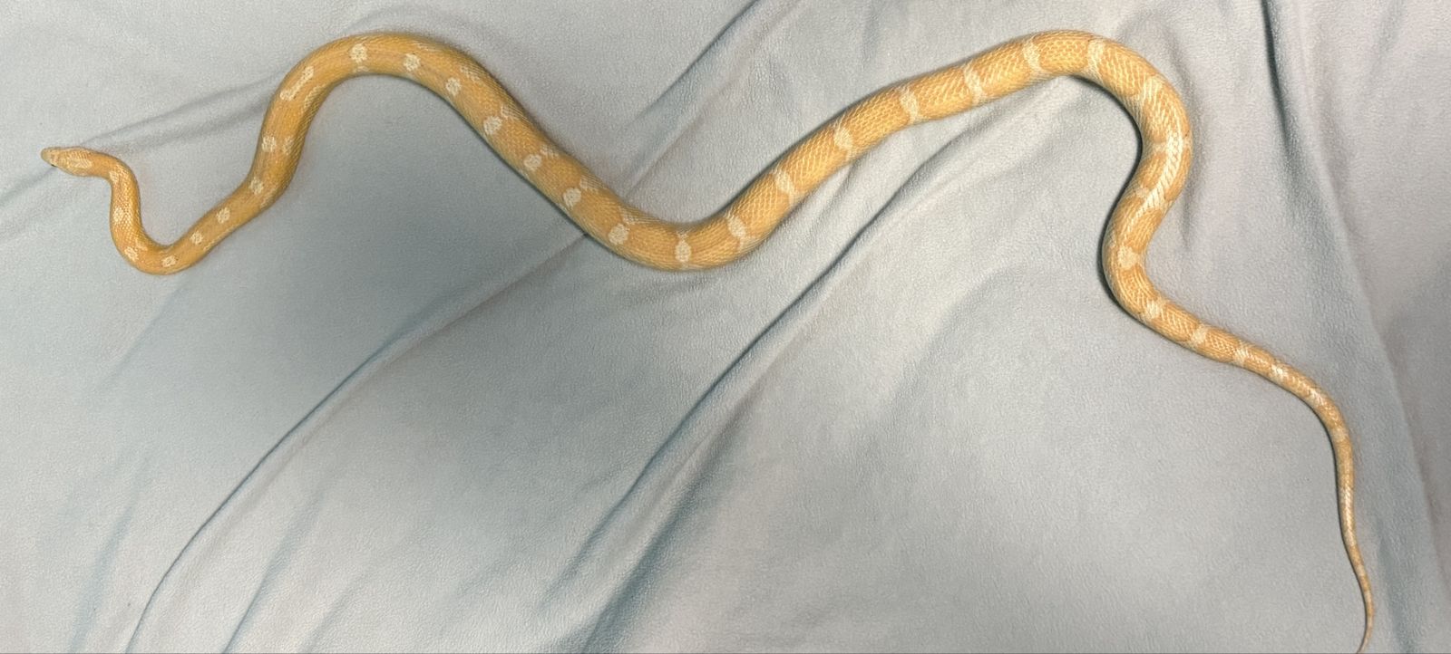 Female Motley Gold Dust Corn Snake - Approx. 5 Feet