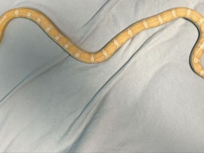 Female Motley Gold Dust Corn Snake - Approx. 5 Feet