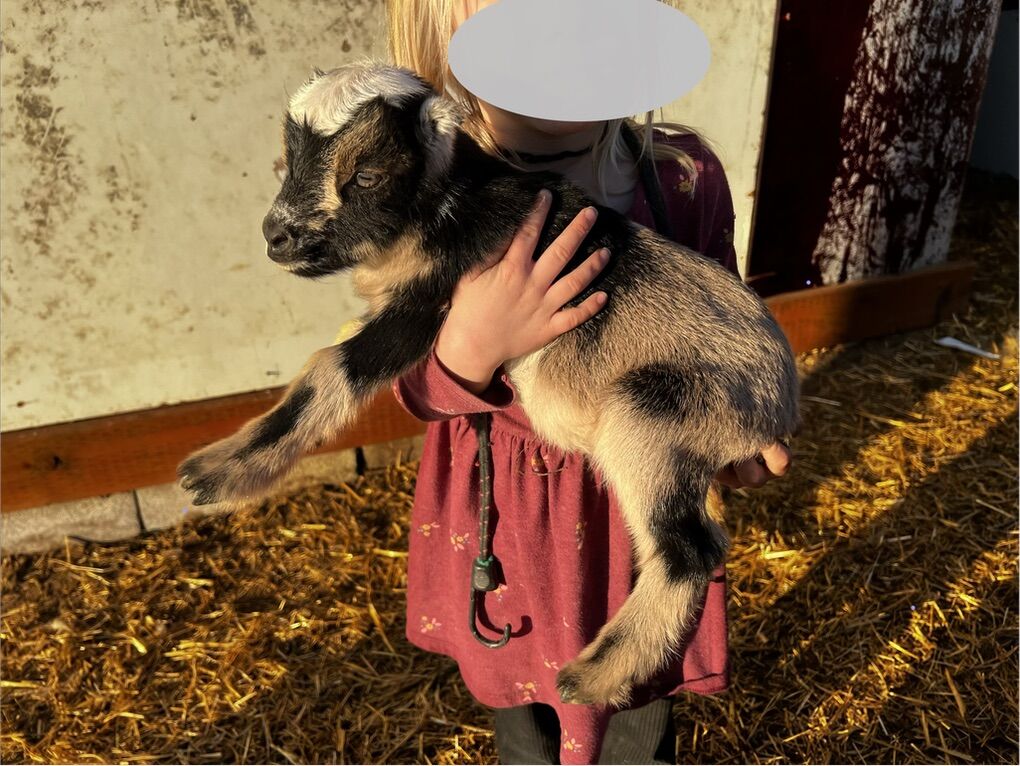 Nigerian Dwarf/ La Mancha Mix buck