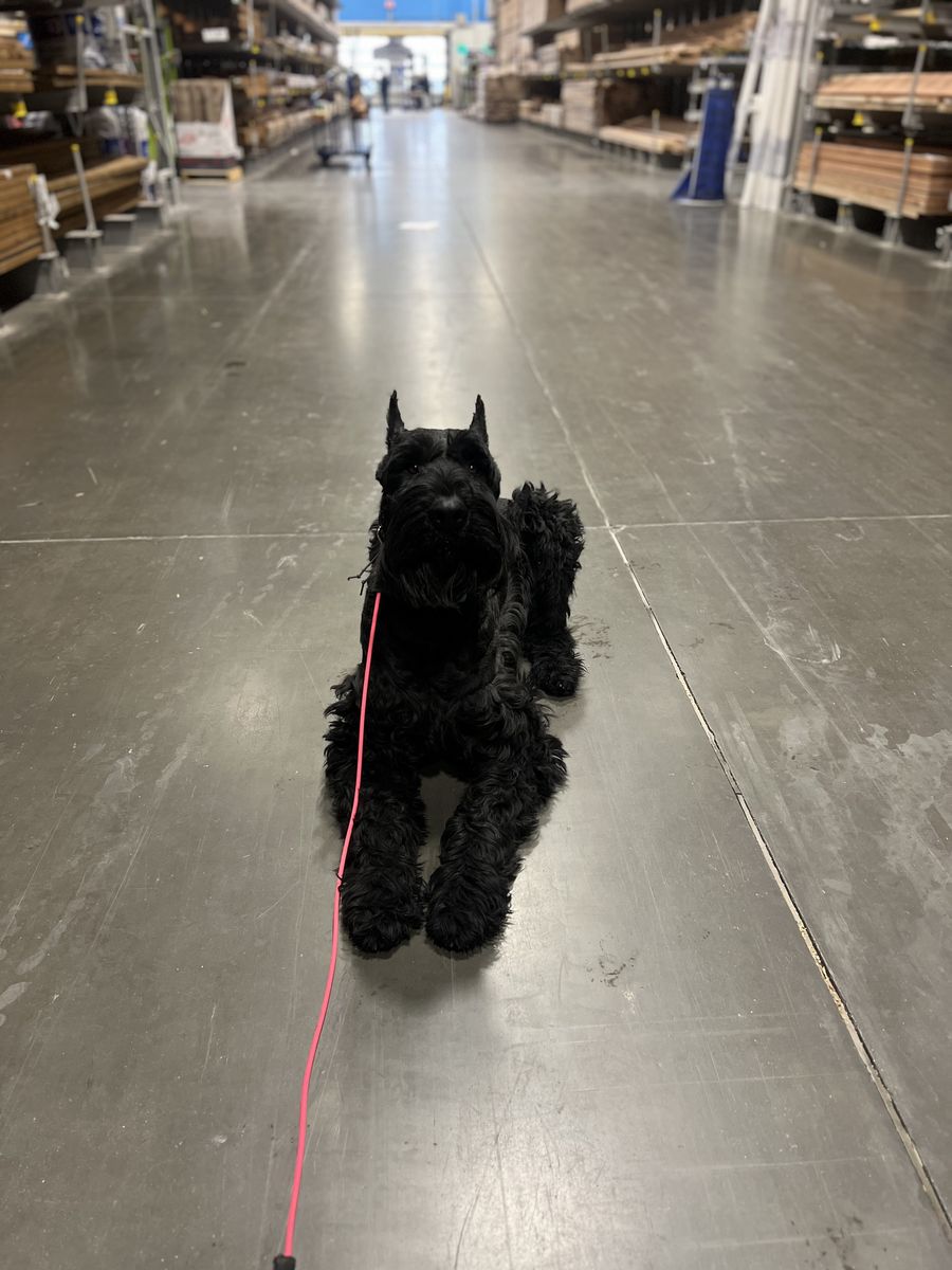 Giant Schnauzer
