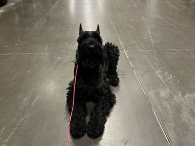 Giant Schnauzer