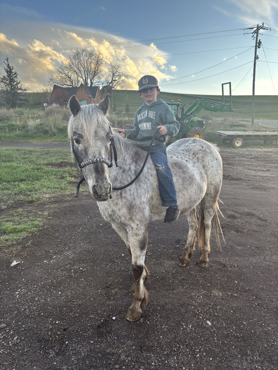 POA Pony