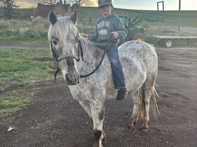 POA Pony
