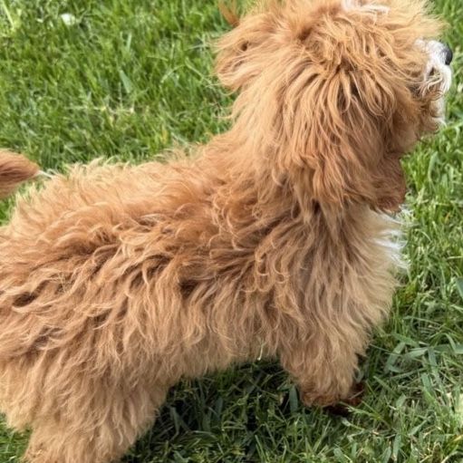 Multigen micro Cavapoo