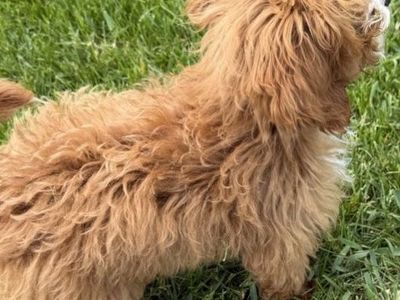 Multigen micro Cavapoo