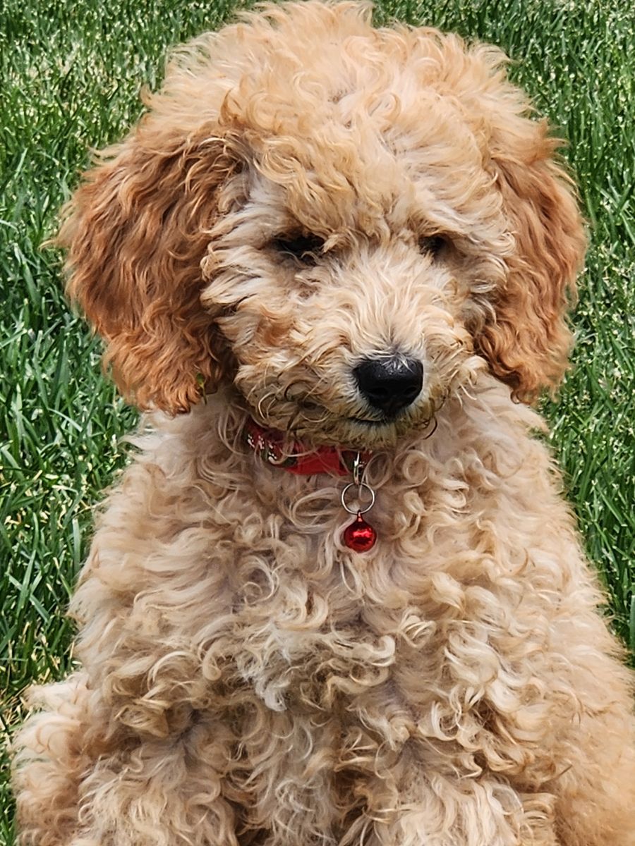 Last Apricot AKC Standard Poodle Puppy