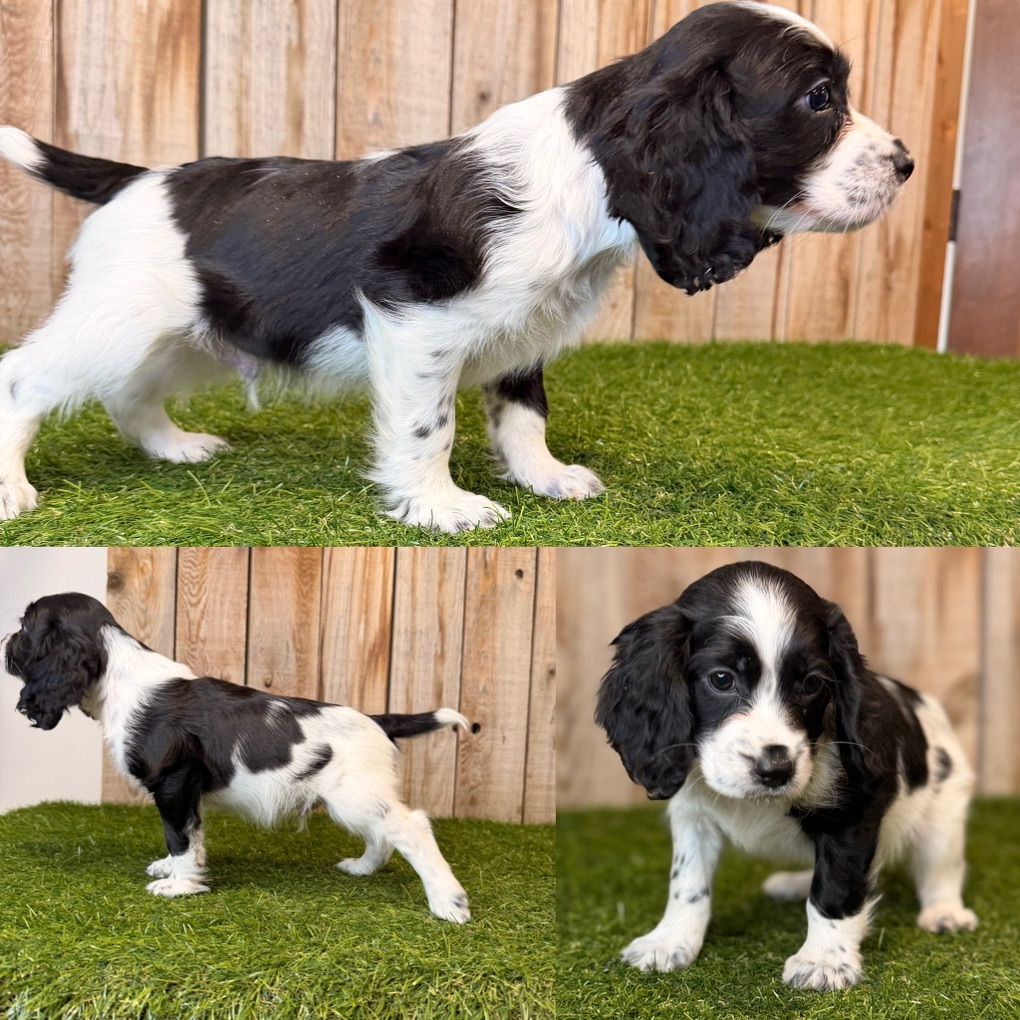 English Cocker Spaniel Puppies