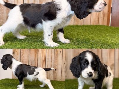 English Cocker Spaniel Puppies