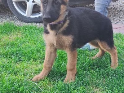 AKC European German Shepherd puppy