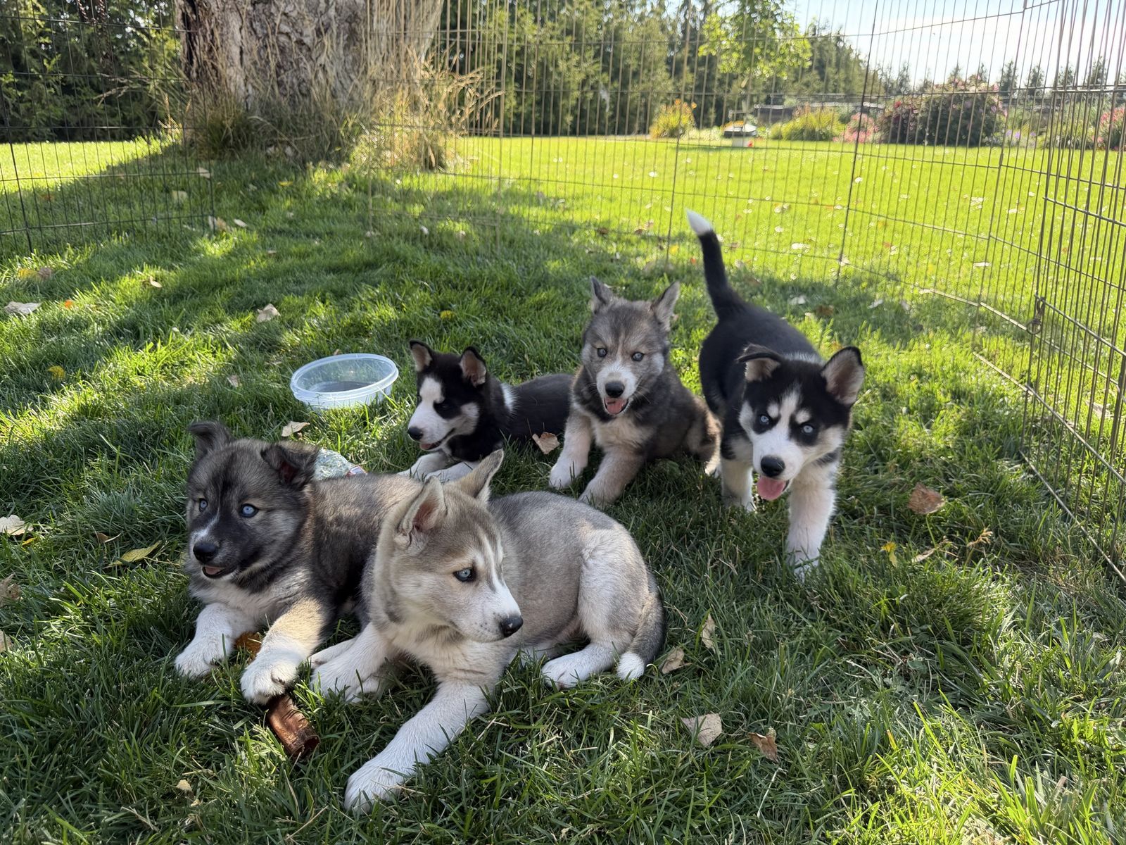 Husky