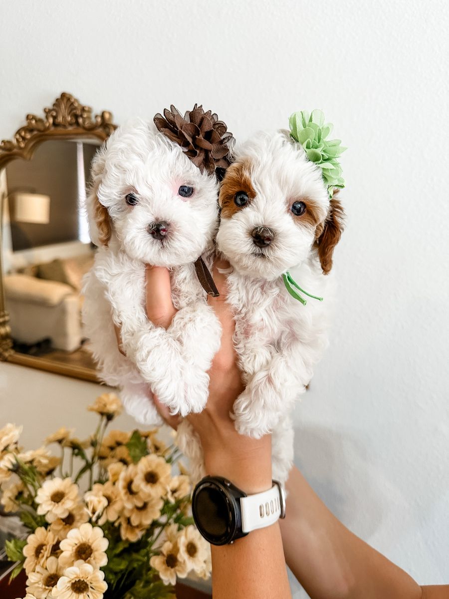 Pocket Pet Golden Cavapoo Puppy 5-7lb Full Grown