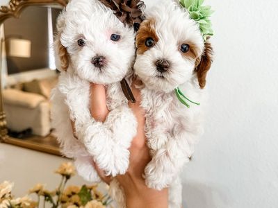 Pocket Pet Golden Cavapoo Puppy 5-7lb Full Grown