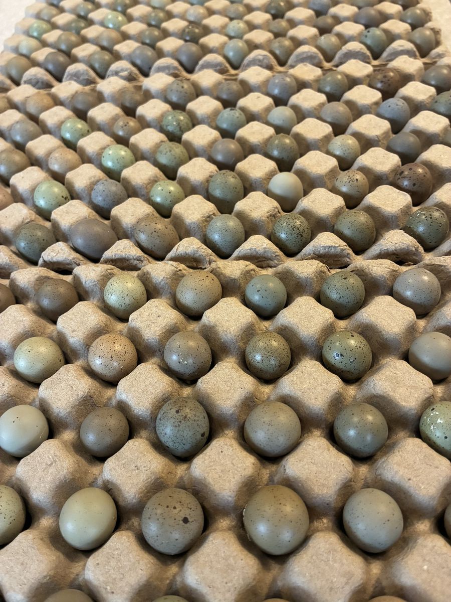 Reptile feeder eggs.