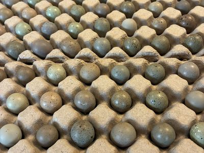 Reptile feeder eggs.