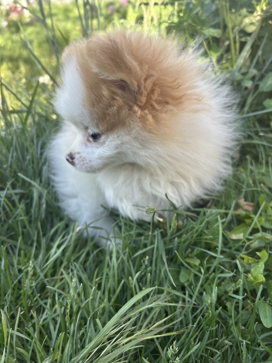 Pomsky