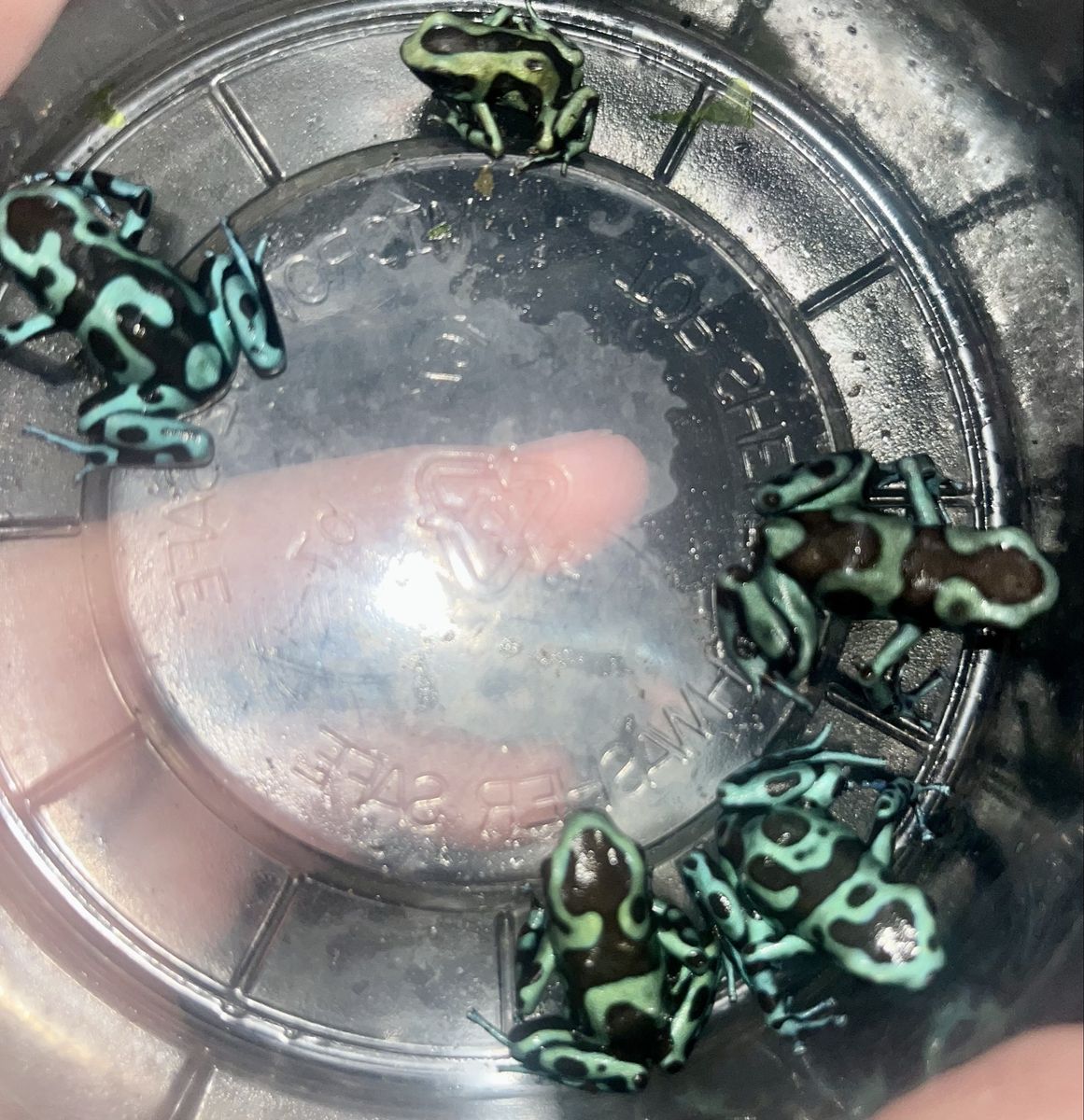 Highland Bronze Dart Frogs