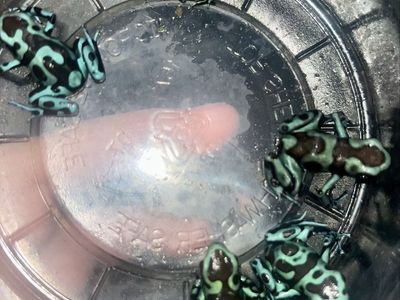 Highland Bronze Dart Frogs