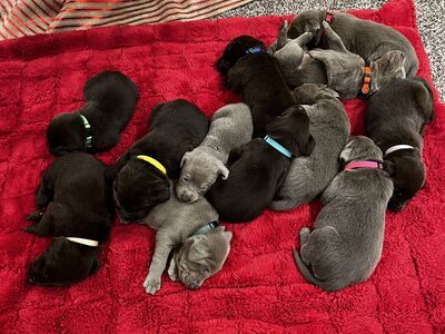 AKC lab puppies