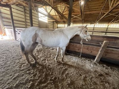 Mare Confirmed Bred To Half Draft Stud