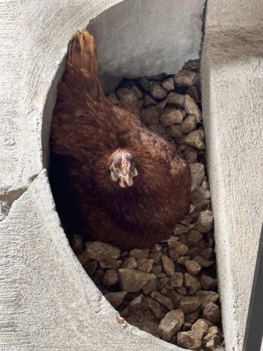 Free Rhode Island Red Hen - Backyard Egg Laying Chicken
