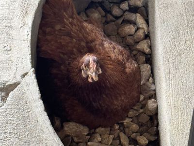 Free Rhode Island Red Hen - Backyard Egg Laying Chicken