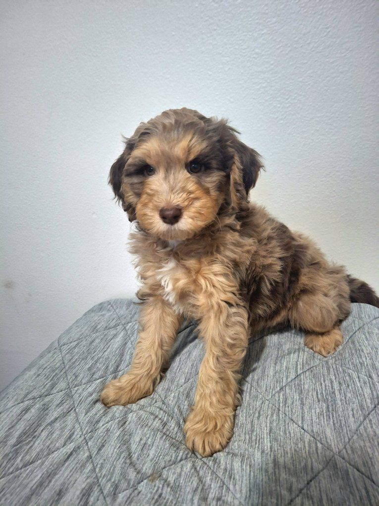 F1B Sheepadoodle Puppies